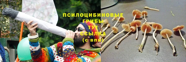 хмурый Аркадак